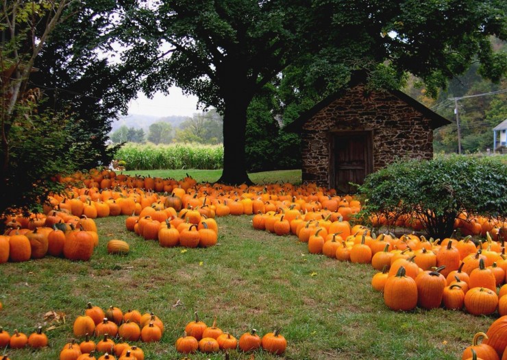 pumpkins