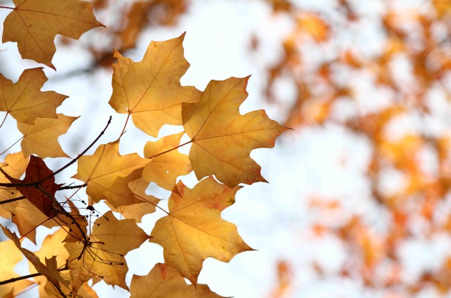 Golden-Autumn-Leaves