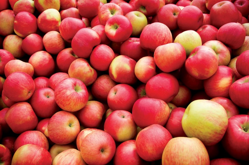 September-Apples-980x652 September-Apples-980x652