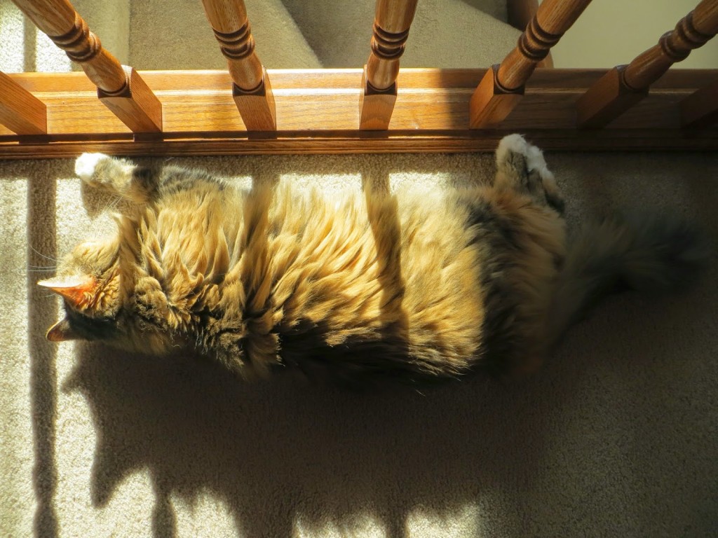 cat2Bin2Ba2Bsunbeam