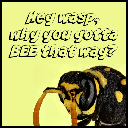 wasp wasp