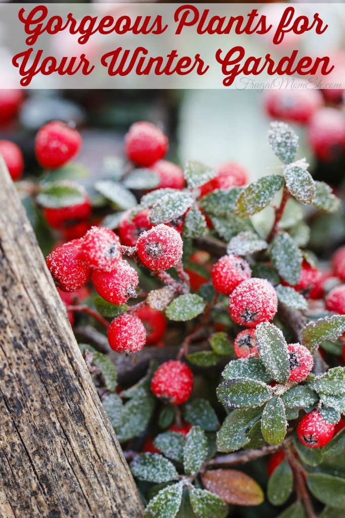 Gorgeous-Plants-for-Your-Winter-Garden-682x1024 Gorgeous-Plants-for-Your-Winter-Garden-682x1024