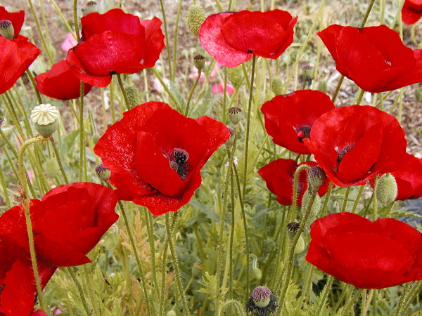poppy-3 poppy-3