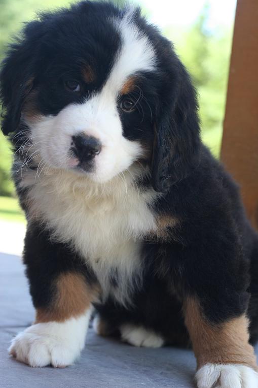 bernesepuppy