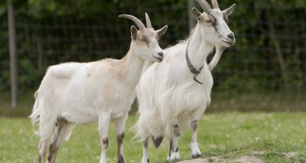 sci_Goats_Go_Inspecting_wikimedia_commons-620x330