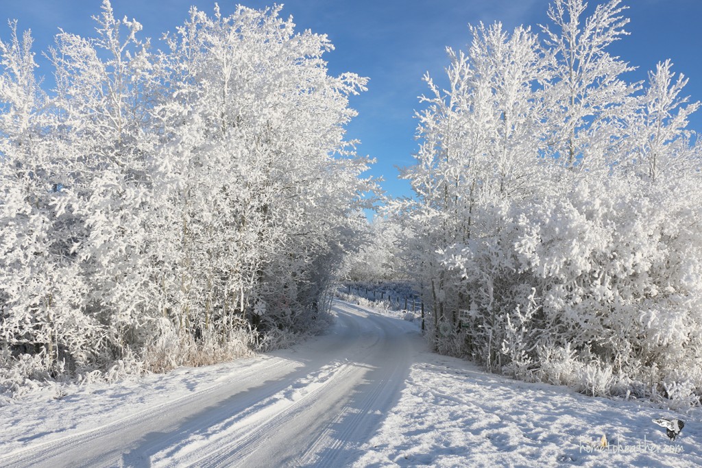 snowy-winter