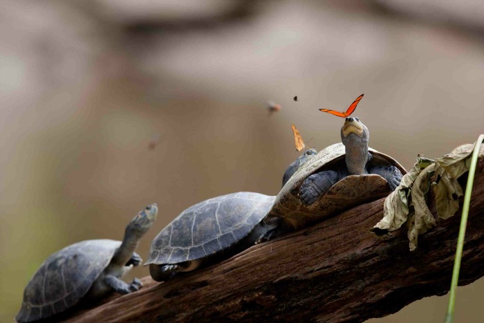 Turtles-on-a-tree