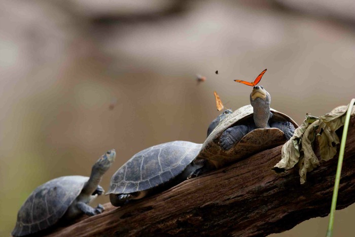 Turtles-on-a-tree Turtles-on-a-tree