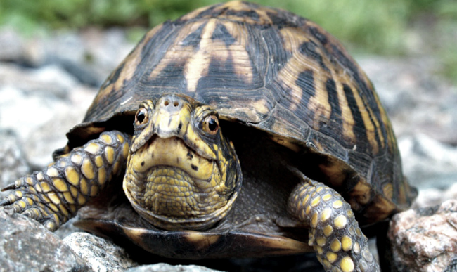 scared2Bturtle scared2Bturtle