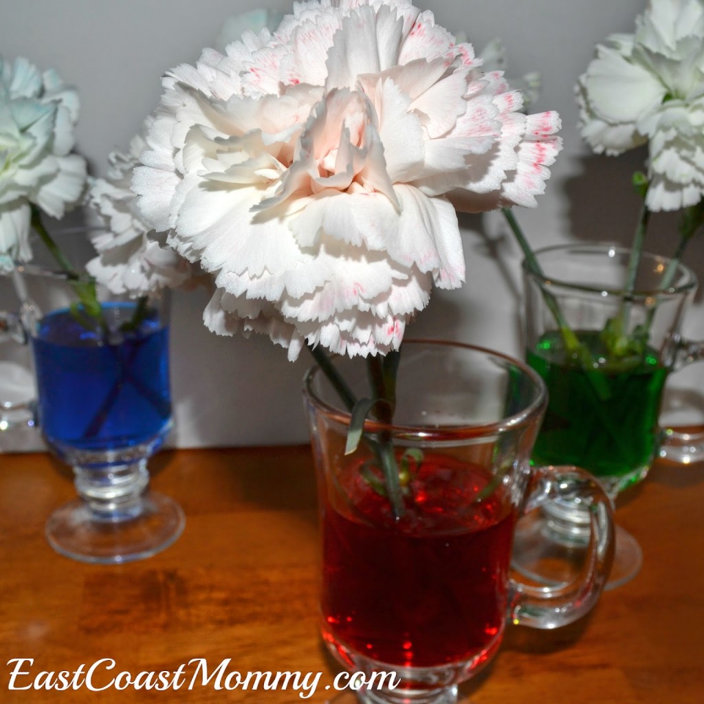 science_for_kids_colored_carnations science_for_kids_colored_carnations