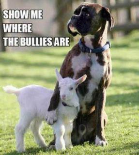 show-me-the-bullies