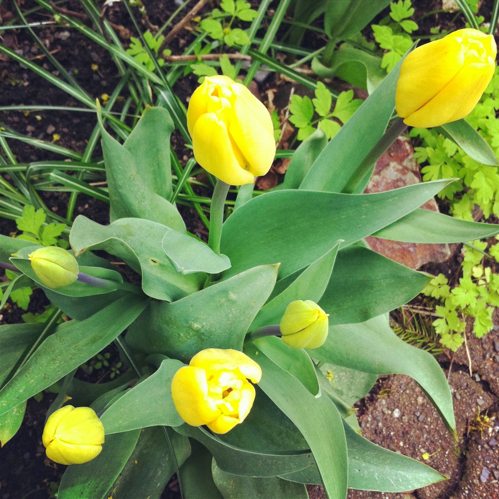 Spring Walk Flower Power A Spring Walk... - SavvyMom