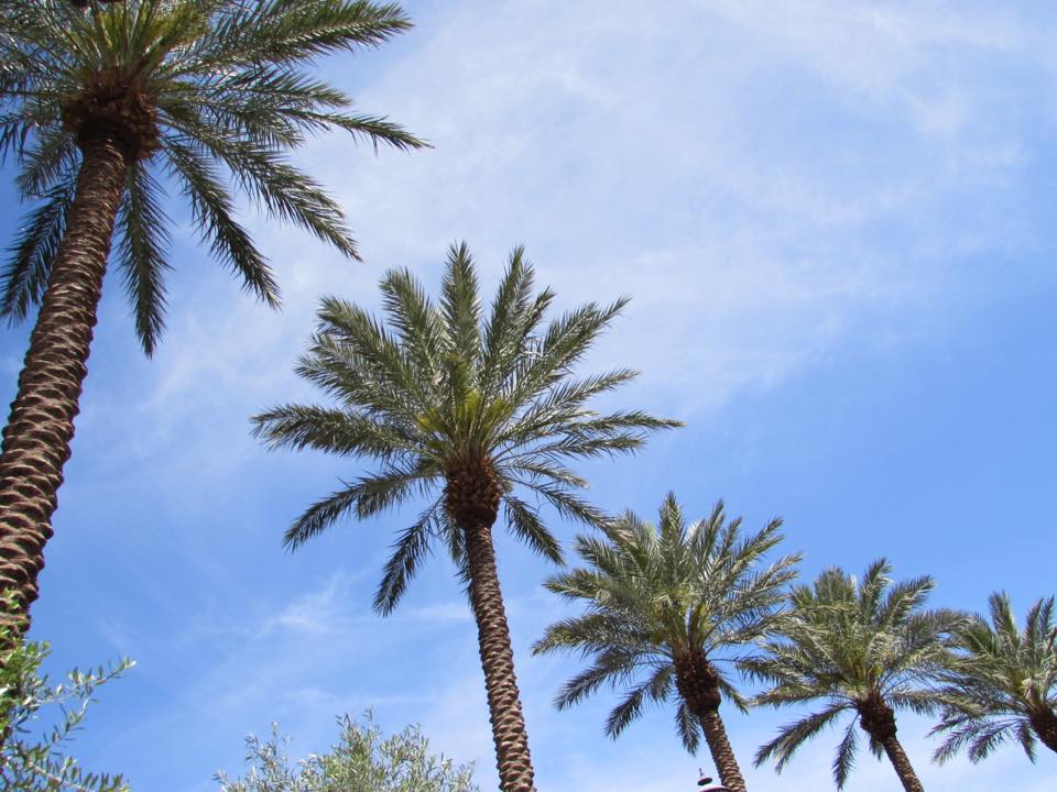 Palm-Trees