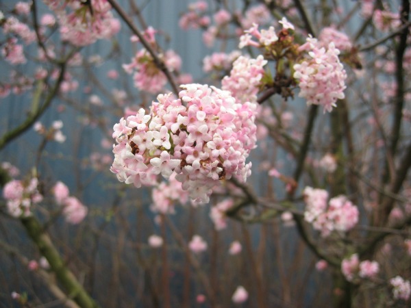 Spring-Blossoms