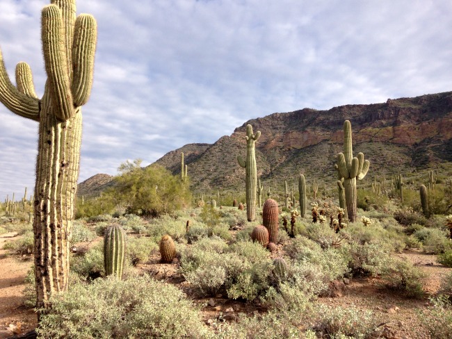Suguaro-cactuses