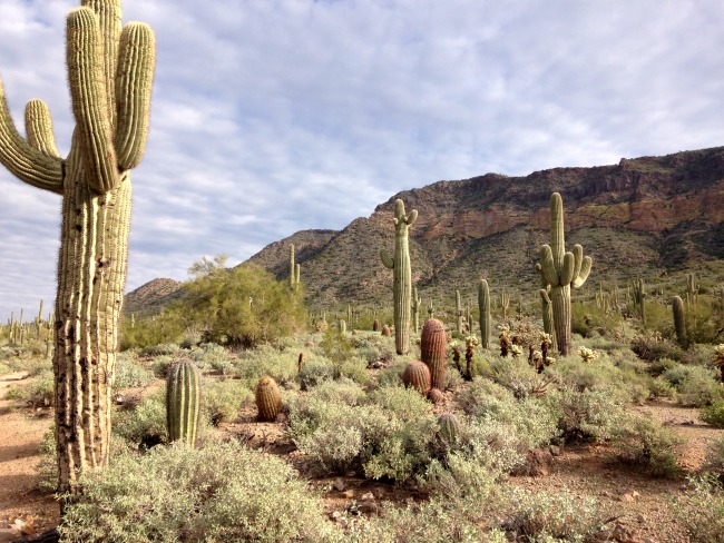Suguaro-cactuses Suguaro-cactuses