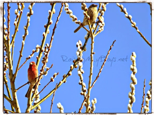 finches2Bedited2B3 finches2Bedited2B3
