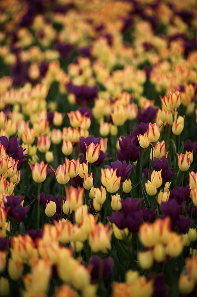 tulip2B252852529 tulip2B252852529