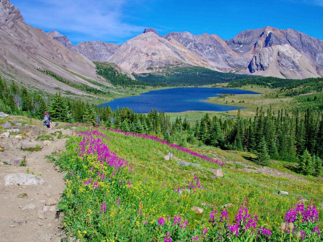 wildflowers-in-alpine-meadow-Skoki wildflowers-in-alpine-meadow-Skoki
