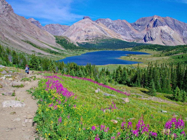 wildflowers-in-alpine-meadow-Skoki