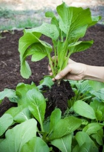 Woman-Hand-Harvesting-Green-Leaves-Of-Clean-Organic-Vegetable-In-by-khunaspix-206x300 Woman-Hand-Harvesting-Green-Leaves-Of-Clean-Organic-Vegetable-In-by-khunaspix-206x300