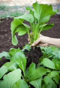 Woman-Hand-Harvesting-Green-Leaves-Of-Clean-Organic-Vegetable-In-by-khunaspix-206x300