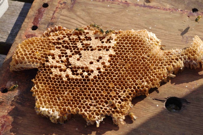 Honeycomb Honeycomb