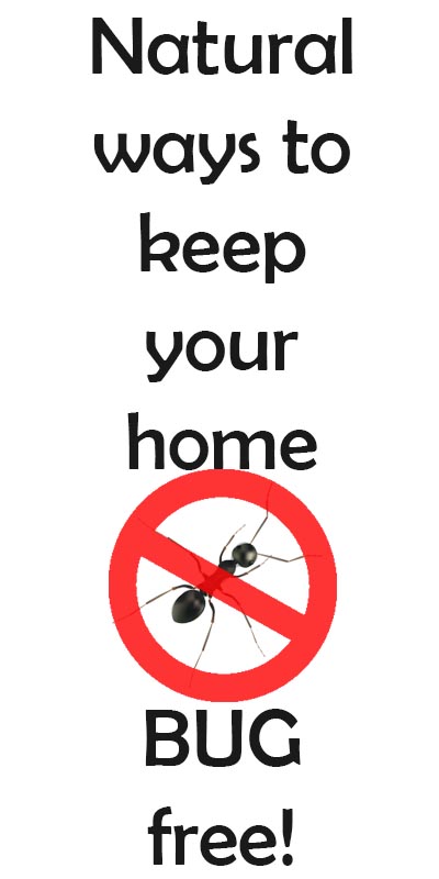 Natural-ways-to-get-rid-of-ants-spiders-flies-and-more-in-your-home