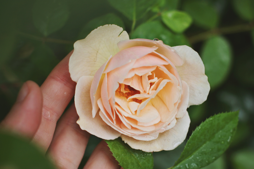 Rose2 Rose2