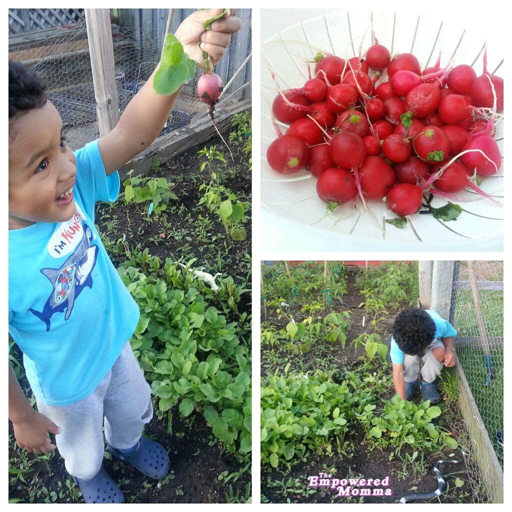 The-Empowered-Momma_radish-1024x1024 The-Empowered-Momma_radish-1024x1024