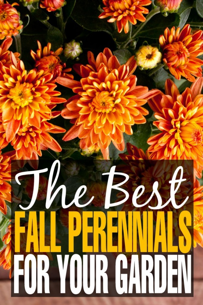 Fall-Perennials