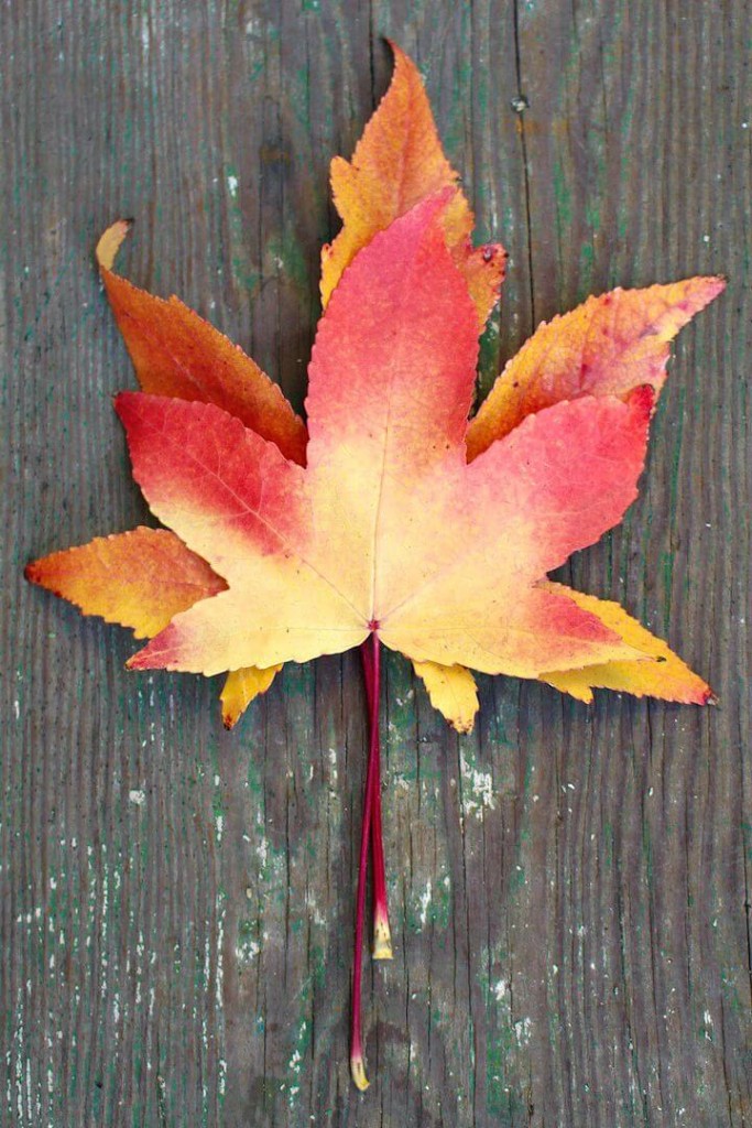leaf-autumn-1 leaf-autumn-1