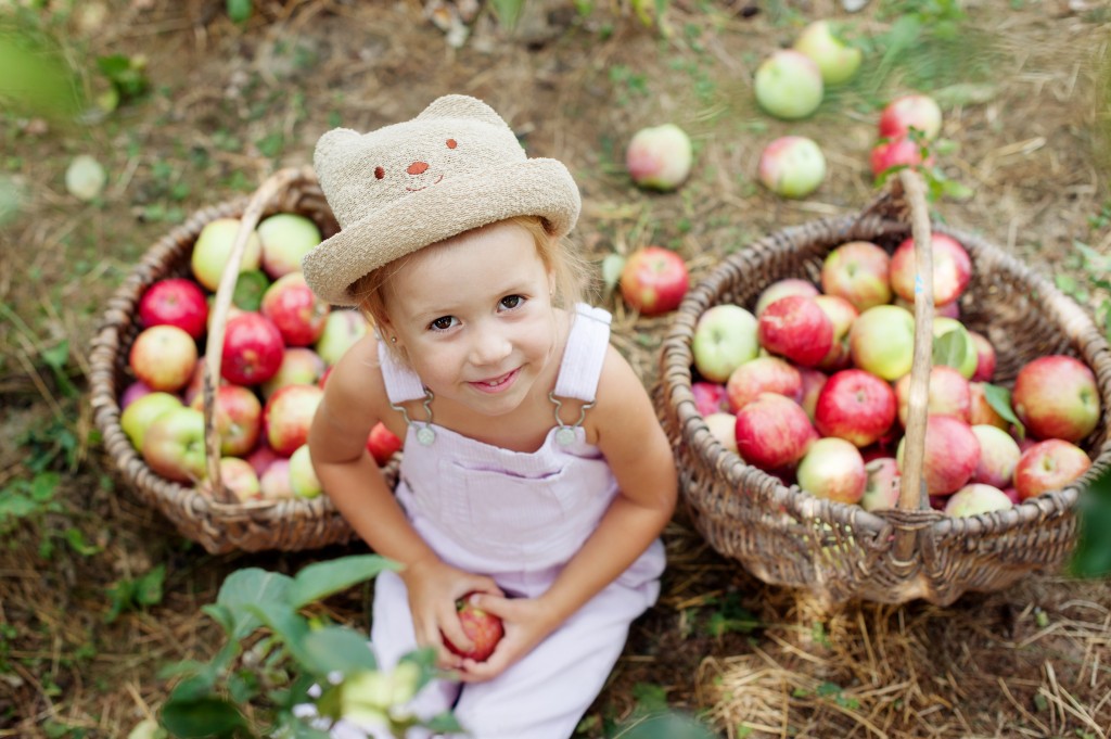 little girl collects the apples in the garden