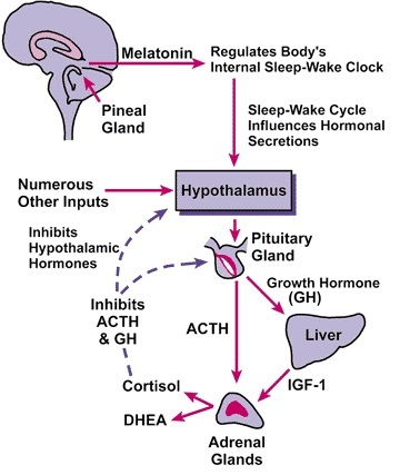 What-is-Melatonin-Effects-body