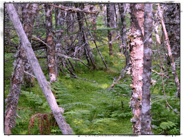 forest forest