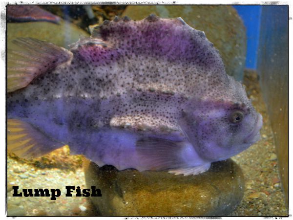 lump2Bfish lump2Bfish