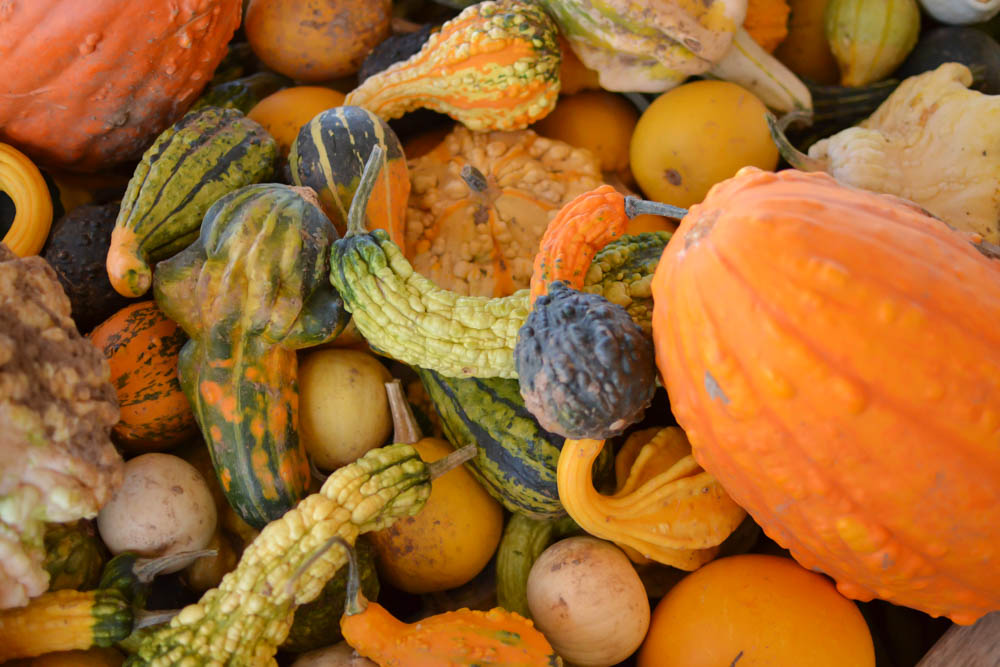 pumpkins-10 pumpkins-10