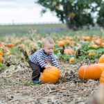 Best Pumpkin Patches in Ottawa