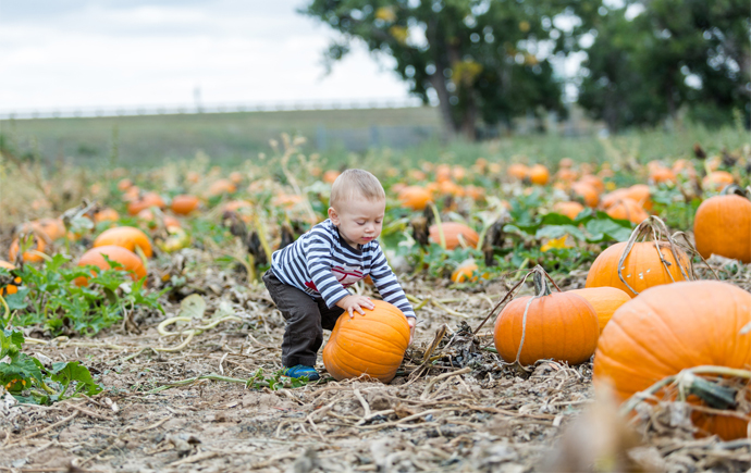 Best Pumpkin Patches in Ottawa