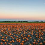 Abby Hill Farms