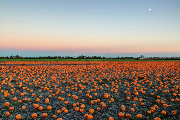 Abby Hill Farms