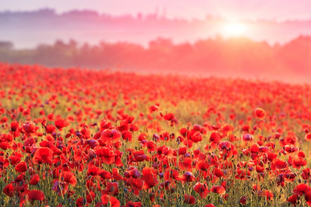 Nice scene on red poppy field