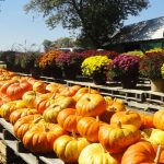 Miller's Berry Farm