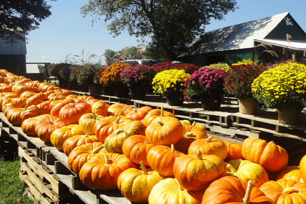 Miller's Berry Farm