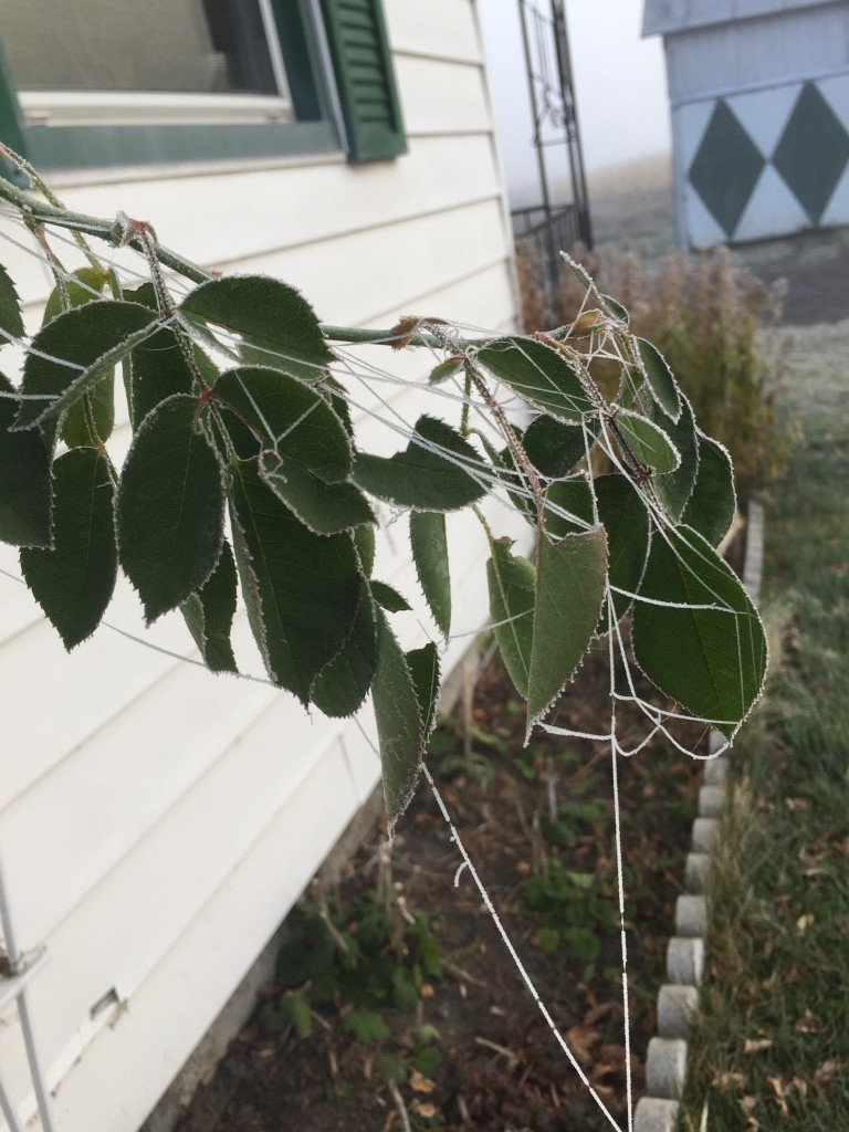 Nature_Frozen-Spider-Web