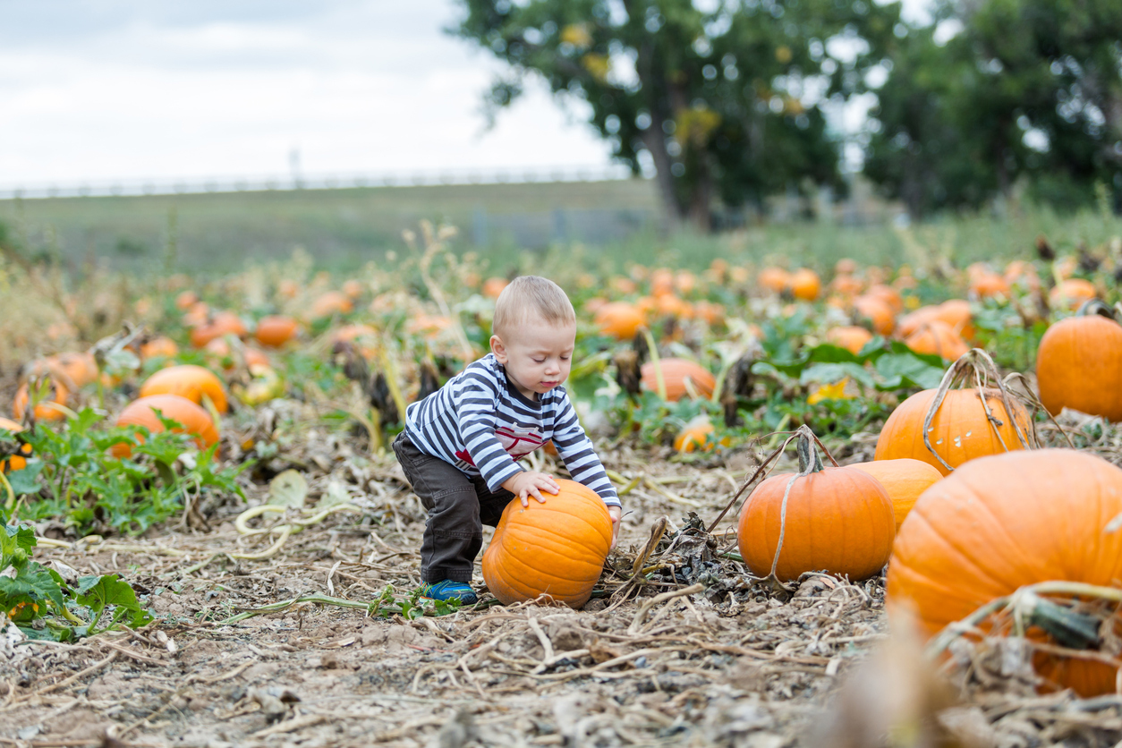 The Best Pumpkin Patches in Ottawa SavvyMom