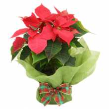 poinsettia-plant-christmas-gift
