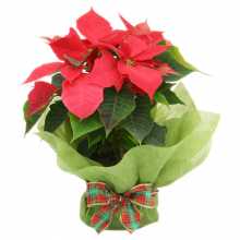 poinsettia-plant-christmas-gift poinsettia-plant-christmas-gift