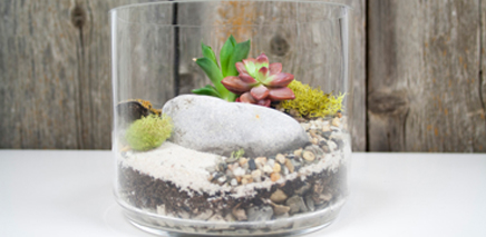 plant terrariums