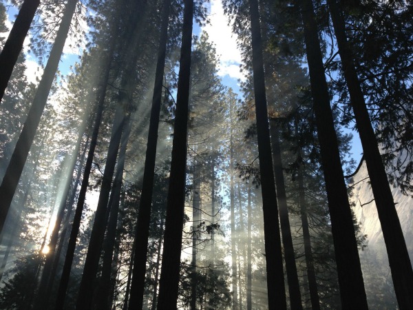 sunlight-streaming-through-tees sunlight-streaming-through-tees